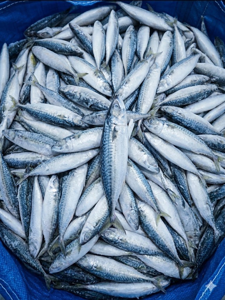 Ikan Salem Kualitas Terbaik